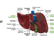 Physiology of Liver – outline notes